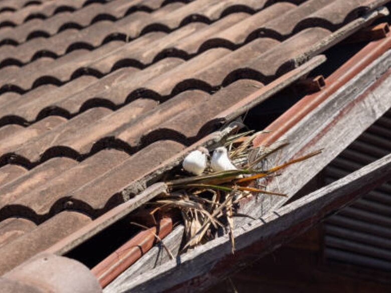 Wat Kun Je Doen Tegen Vogelnesten Onder Dakpannen?